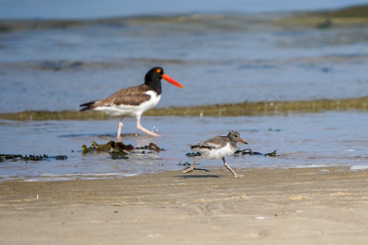 American Oystercatcher - ML620674794