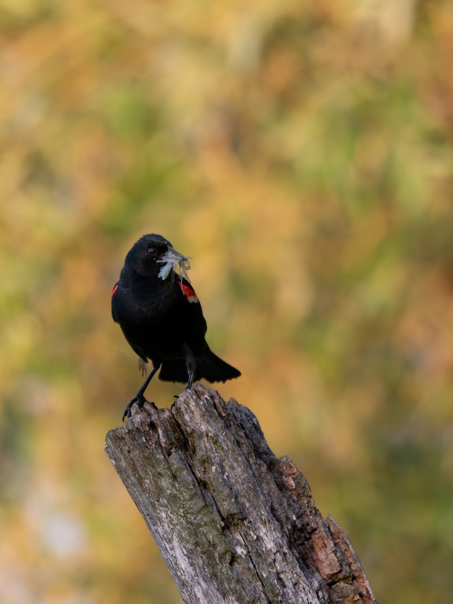 Red-winged Blackbird - ML620674796