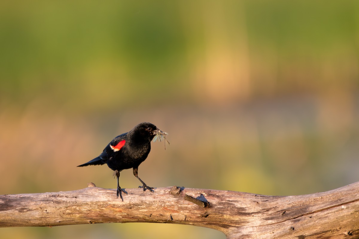 Red-winged Blackbird - ML620674797