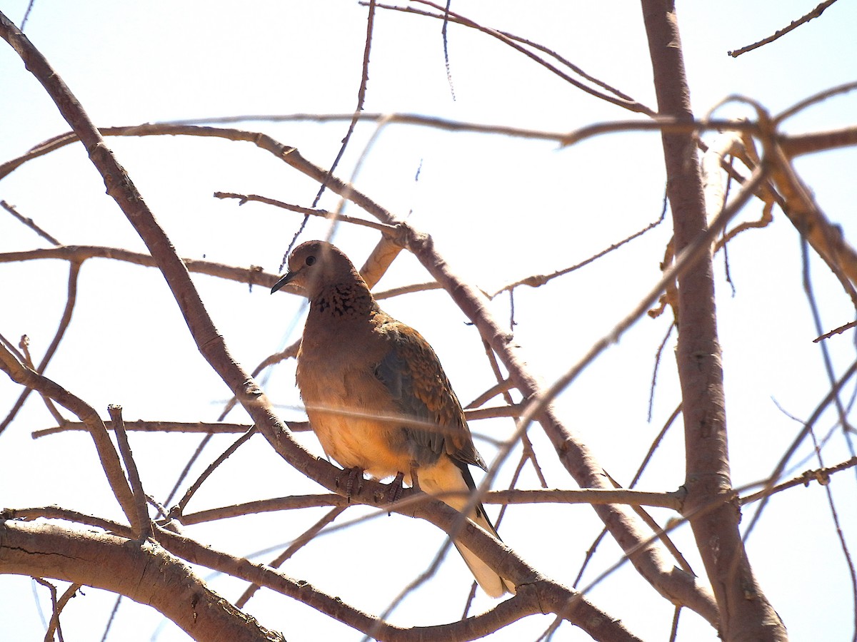 Tórtola Senegalesa - ML620674798