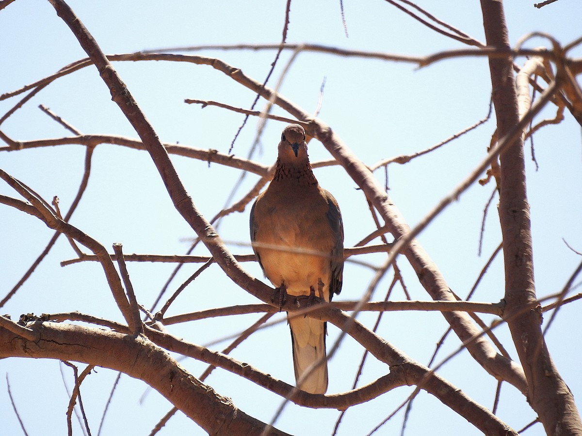 Laughing Dove - ML620674802