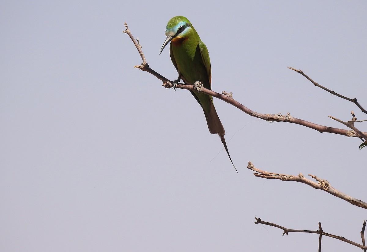 Blue-cheeked Bee-eater - ML620674804