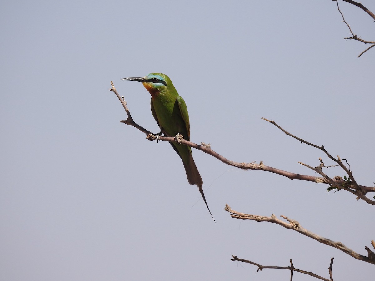 Blue-cheeked Bee-eater - ML620674805