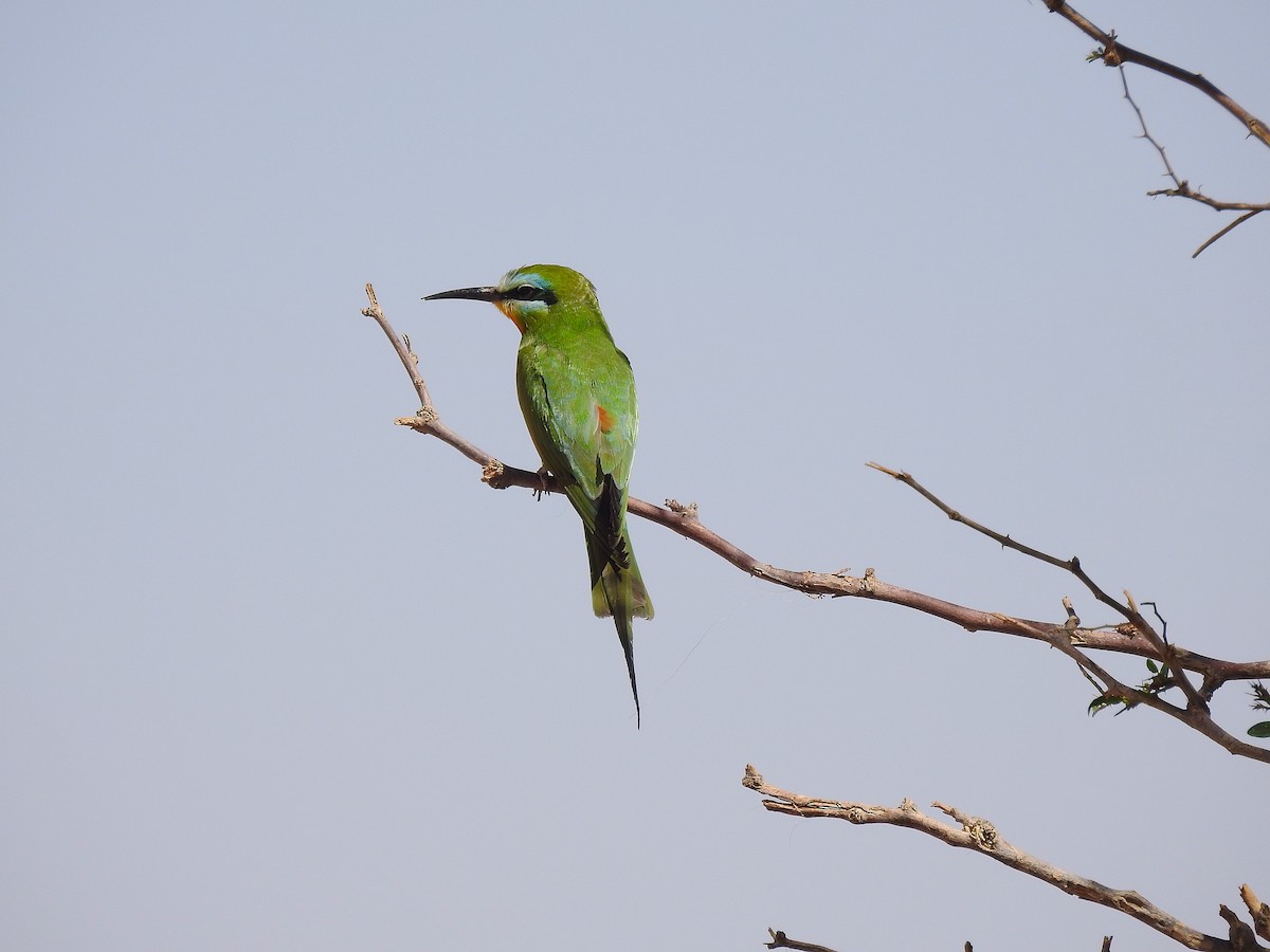 Blue-cheeked Bee-eater - ML620674806