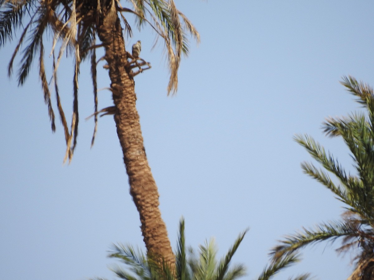 Peregrine Falcon (Barbary) - ML620674809