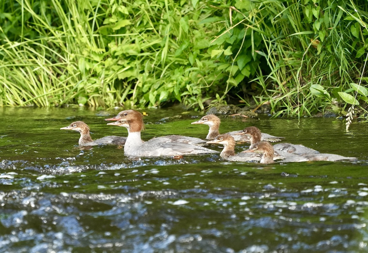 Common Merganser - ML620674815