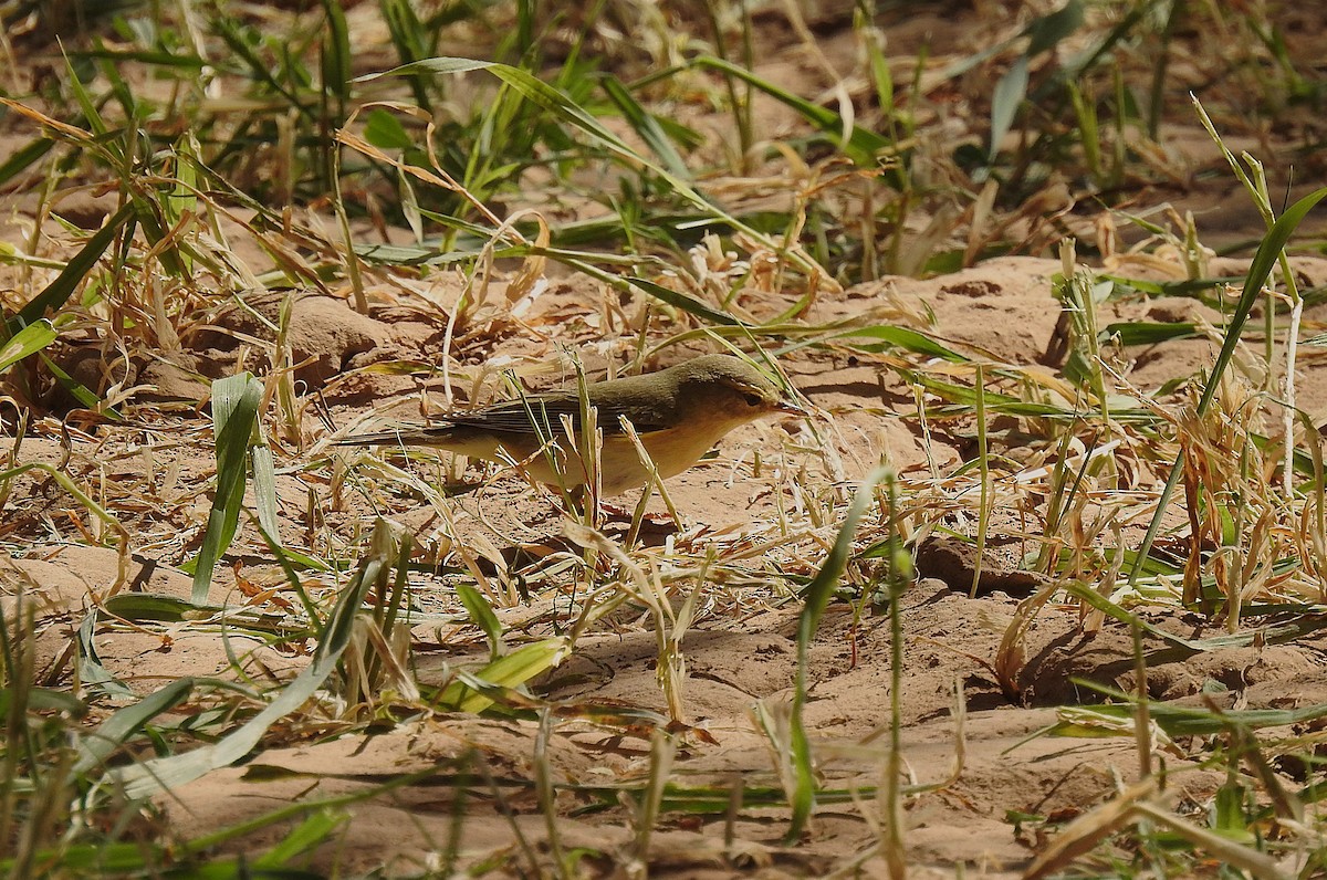 Mosquitero Musical - ML620674816