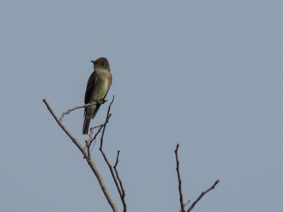 Northern Tropical Pewee - ML620674819