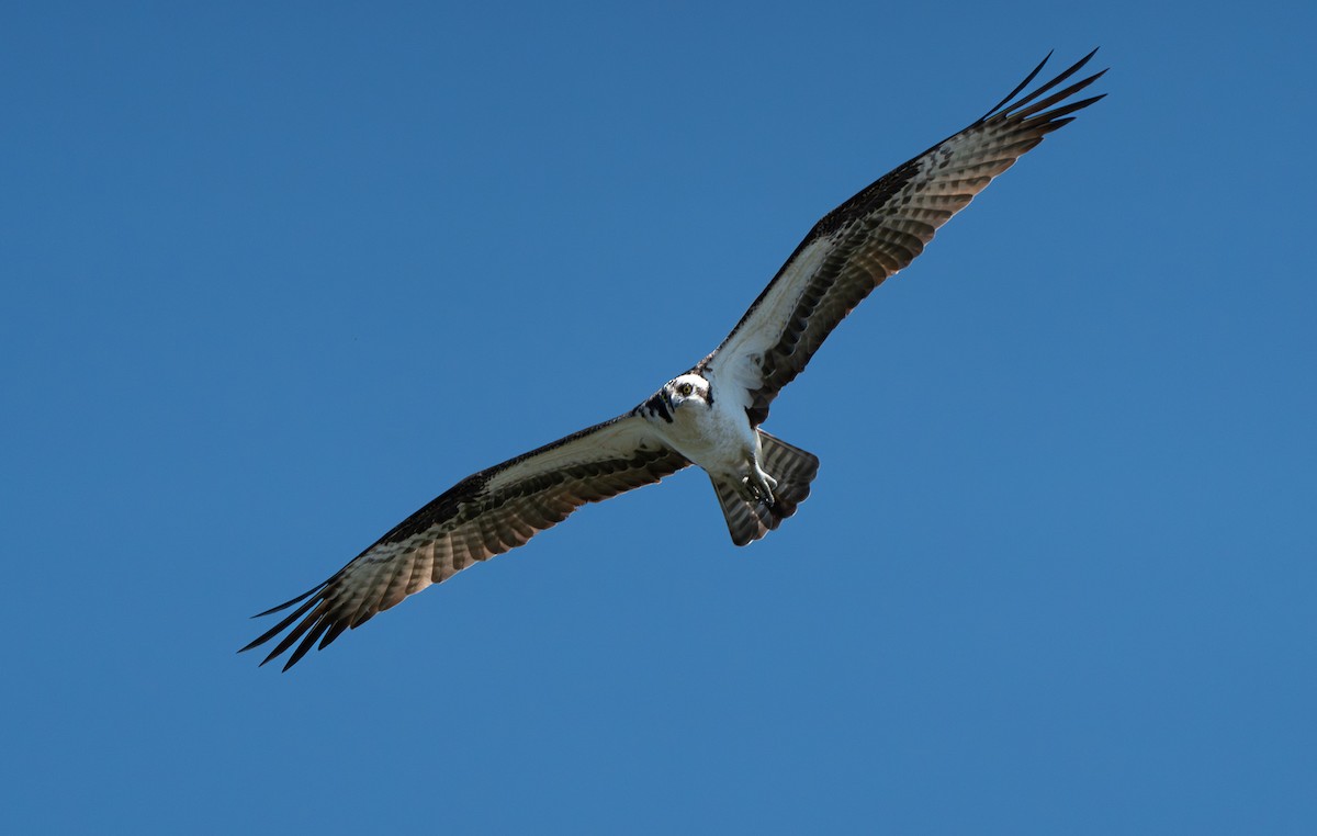 Águila Pescadora - ML620674821