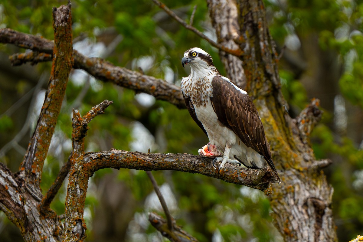 Águila Pescadora - ML620674823