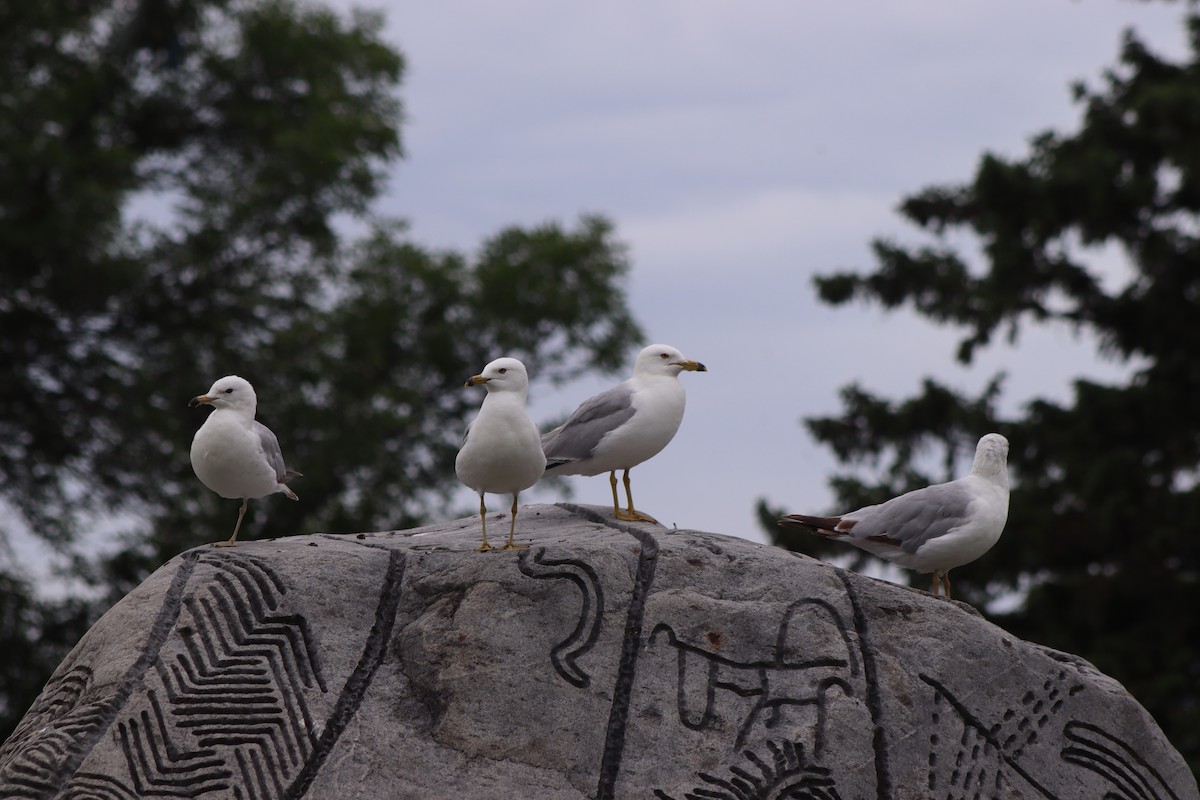 Ring-billed Gull - ML620674825