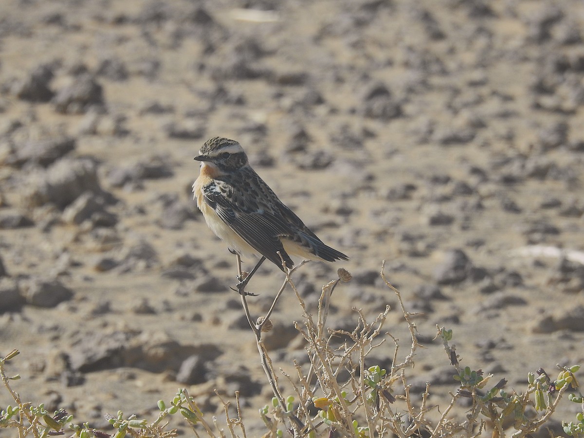 Whinchat - ML620674828