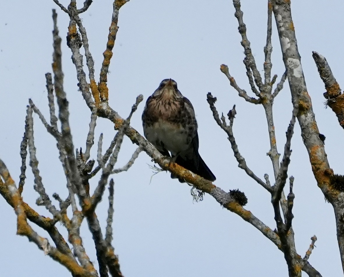 Fieldfare - ML620674829