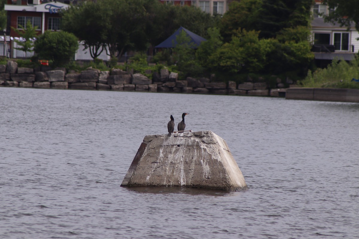 Double-crested Cormorant - ML620674830