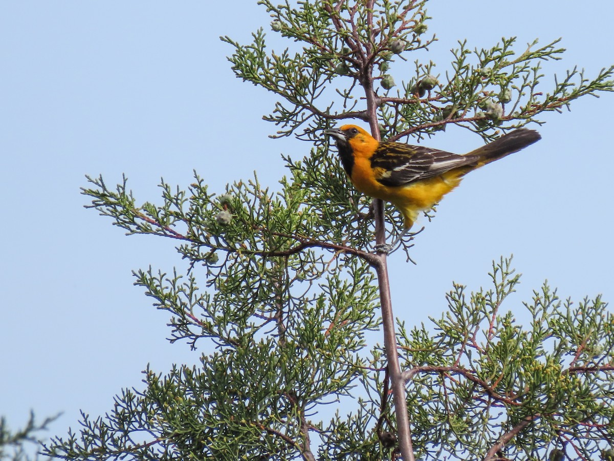 Oriole à dos rayé - ML620674831