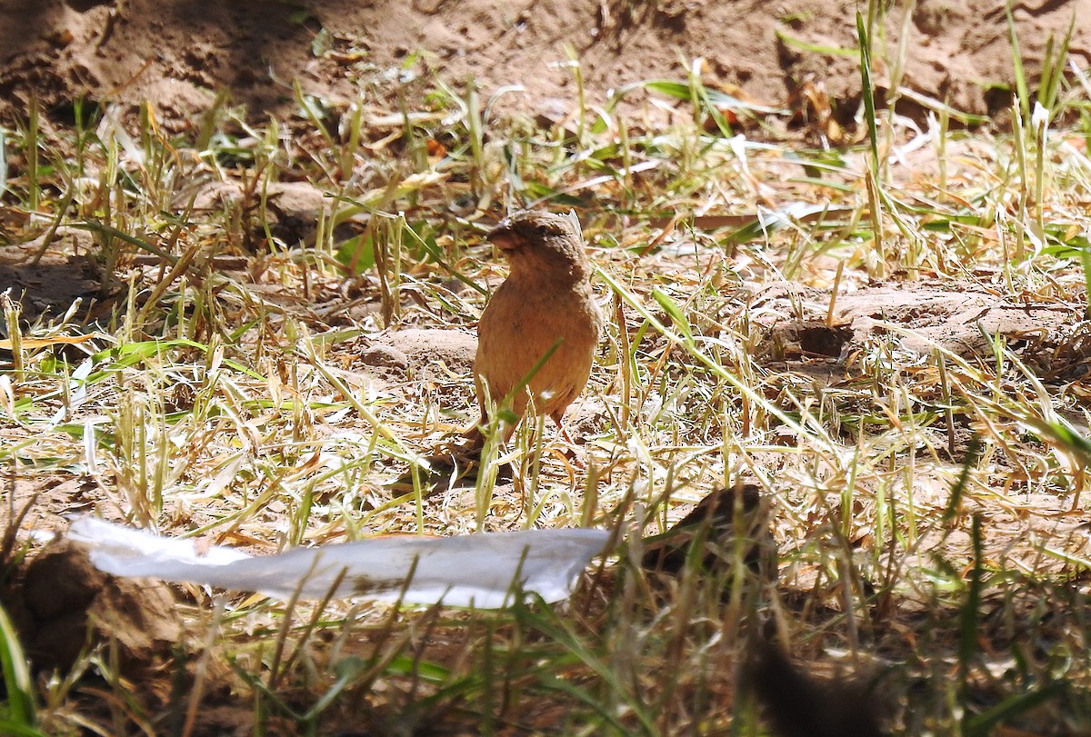 Trumpeter Finch - ML620674833