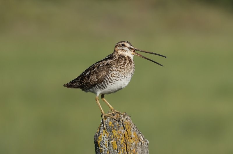 Wilson's Snipe - ML620674835