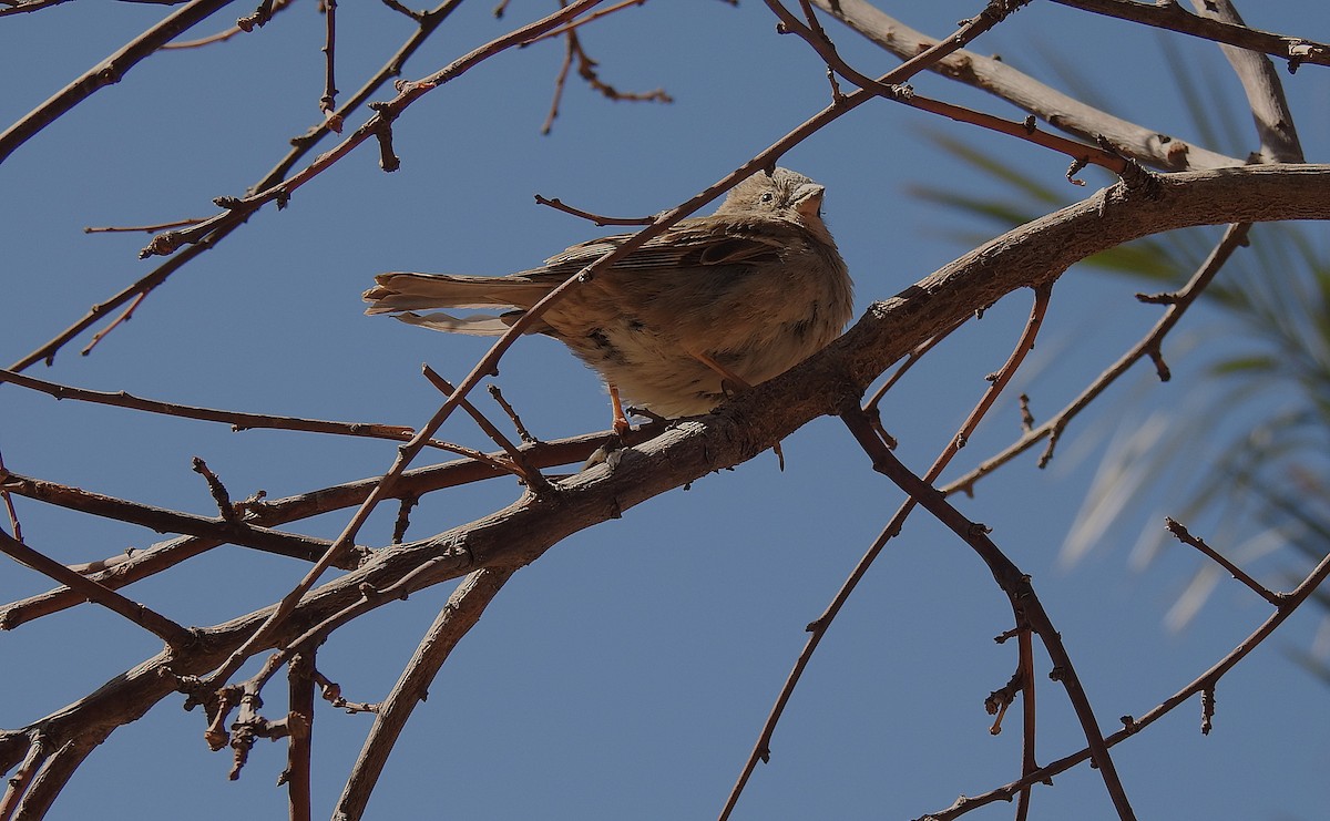 Corn Bunting - Marta Cuesta Fernández