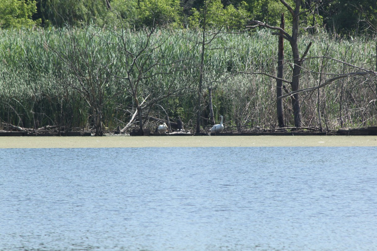 Mute Swan - ML620674839