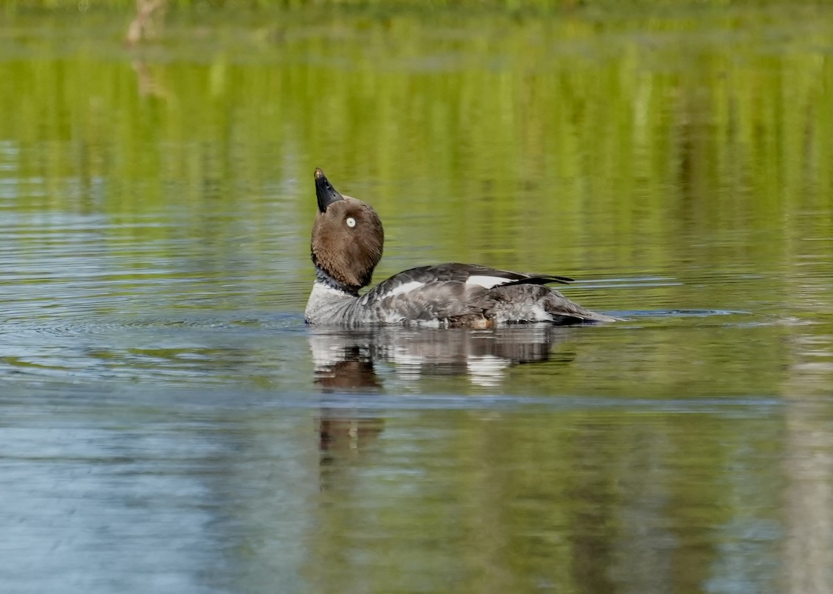 Common Goldeneye - ML620674843