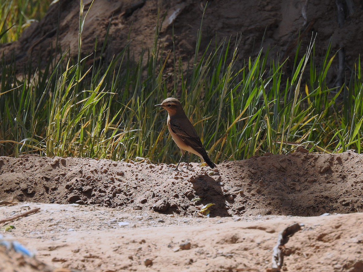 Northern Wheatear - ML620674844