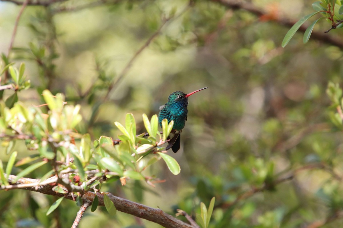 Broad-billed Hummingbird - ML620674845