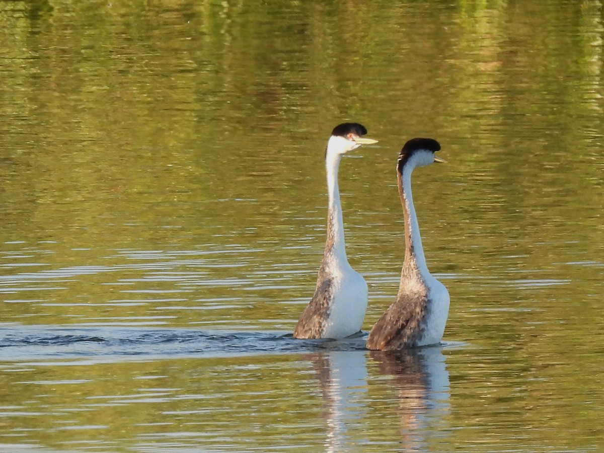 Western Grebe - ML620674851