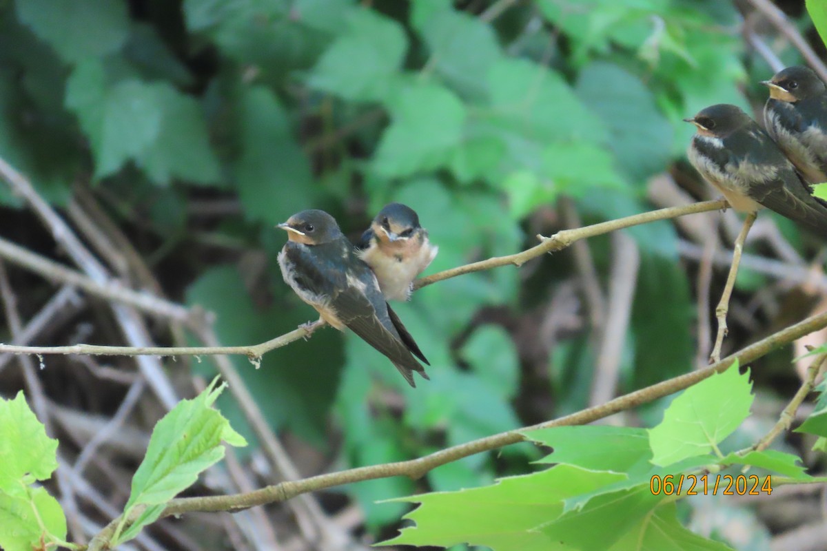 Barn Swallow - ML620674853