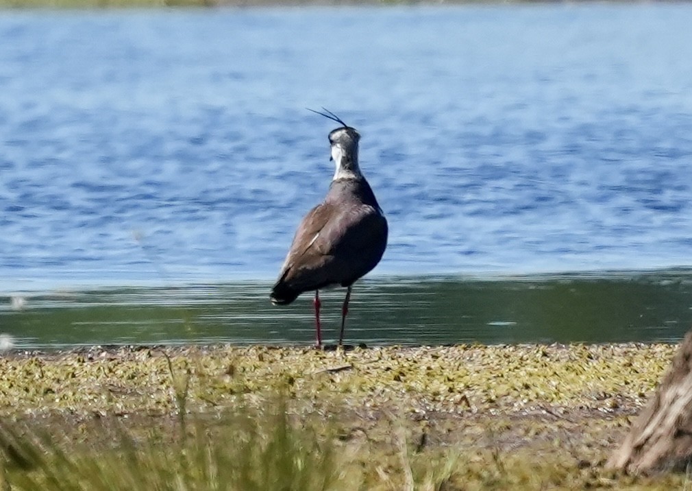 Northern Lapwing - ML620674854