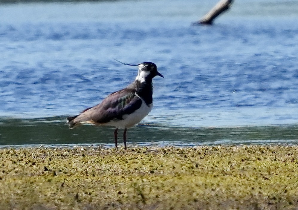 Northern Lapwing - ML620674855