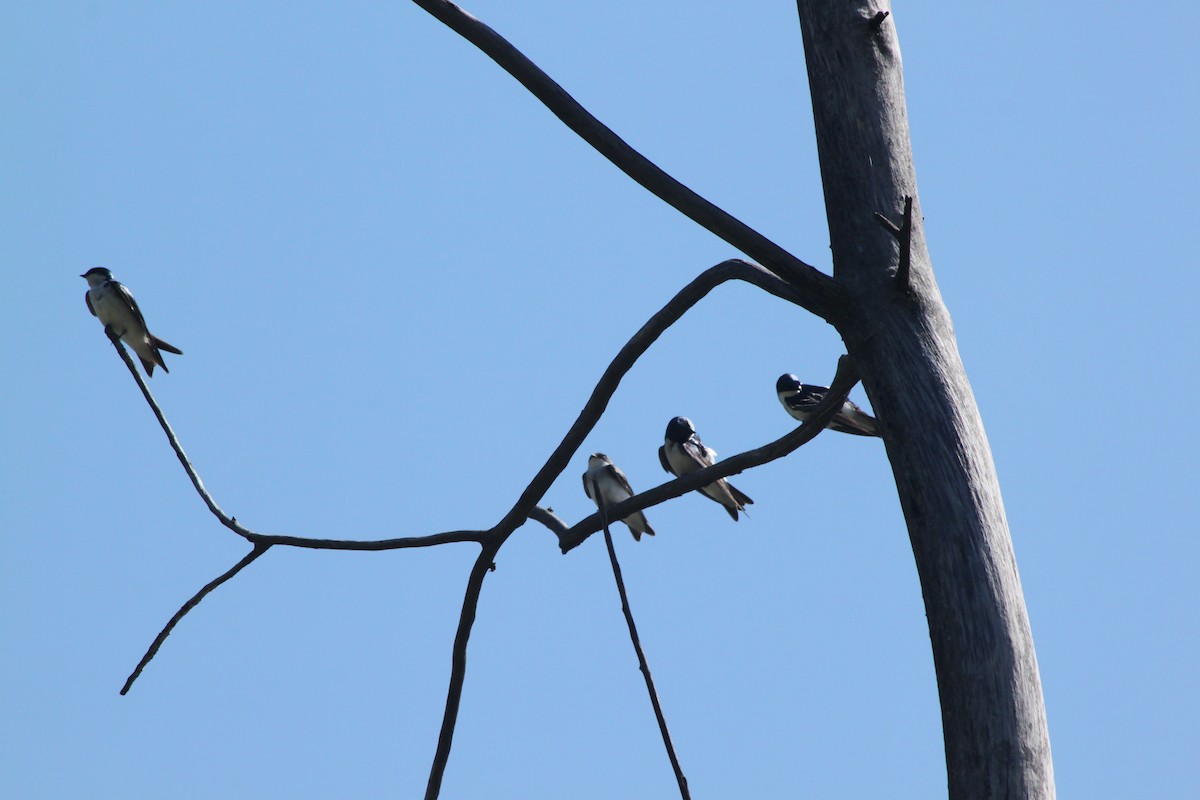 Tree Swallow - Andrew Gioannetti