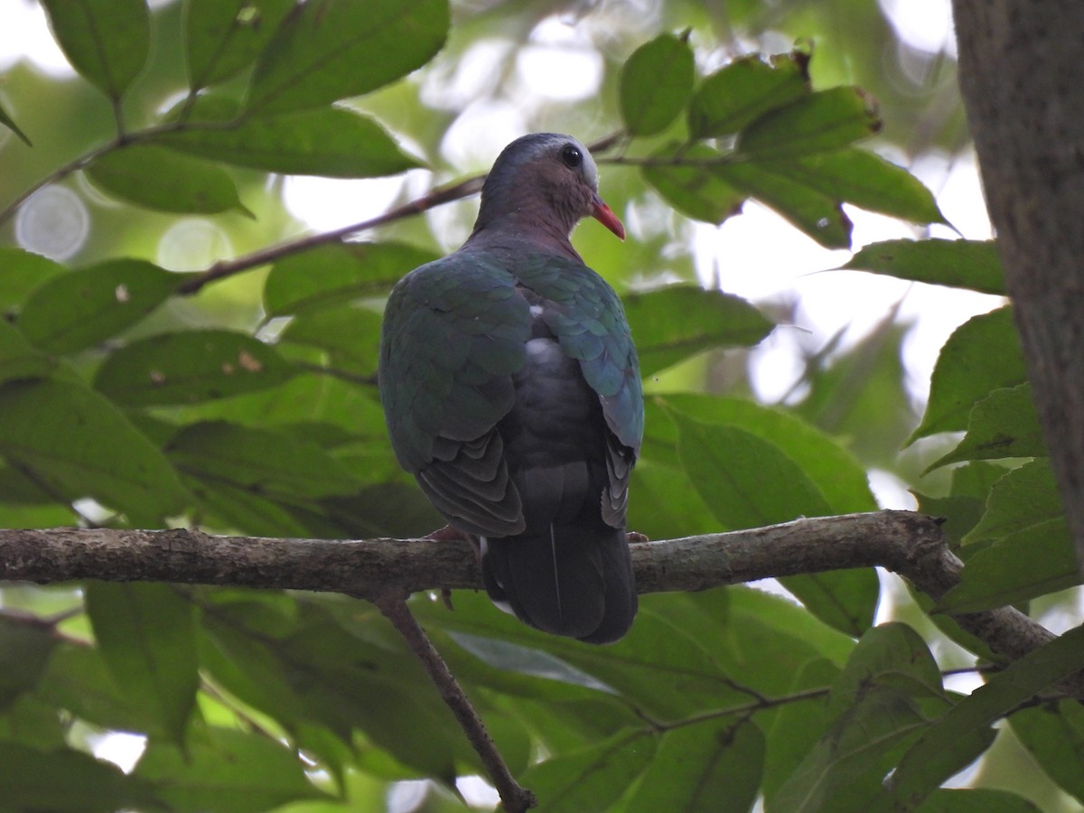 Asian Emerald Dove - ML620674864