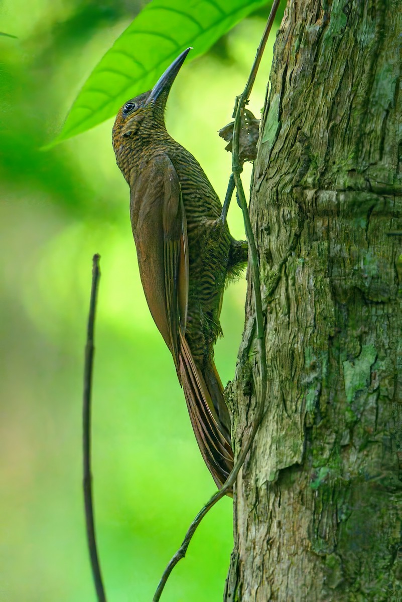 Northern Barred-Woodcreeper - ML620674870