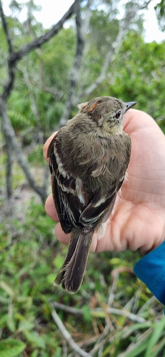 Rufous-crowned Elaenia - ML620674873