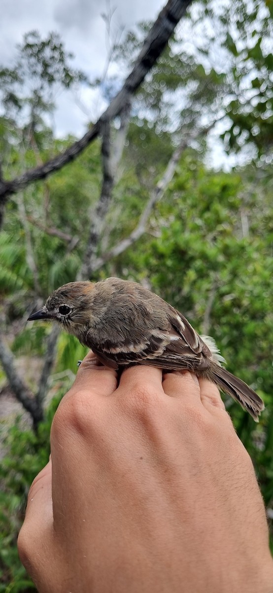 Rufous-crowned Elaenia - ML620674874