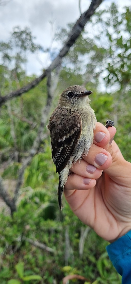 Rufous-crowned Elaenia - ML620674875