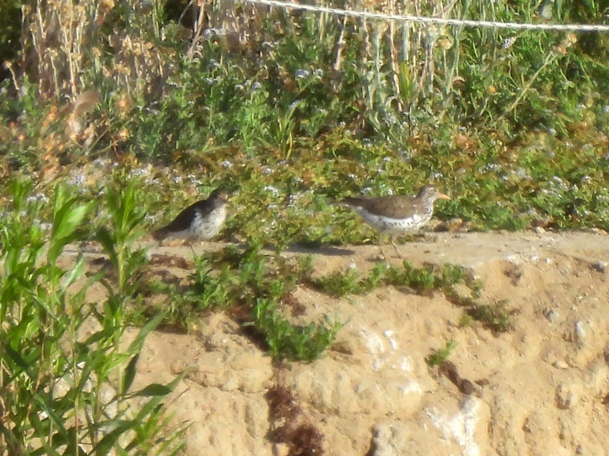 Spotted Sandpiper - ML620674887