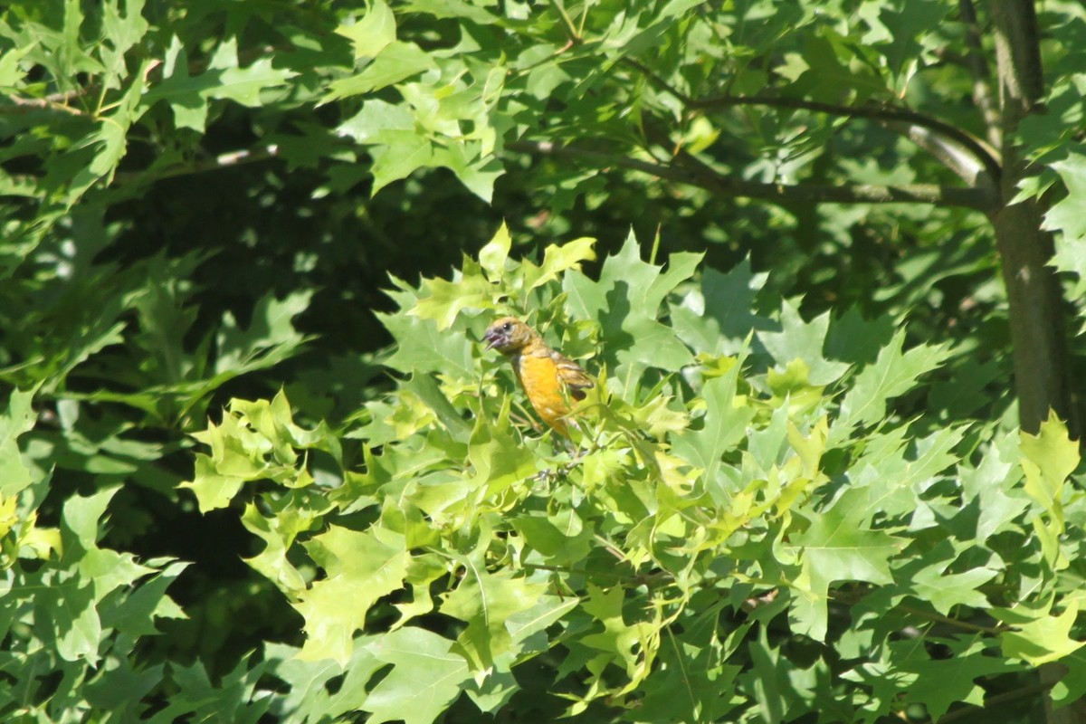 Baltimore Oriole - ML620674894