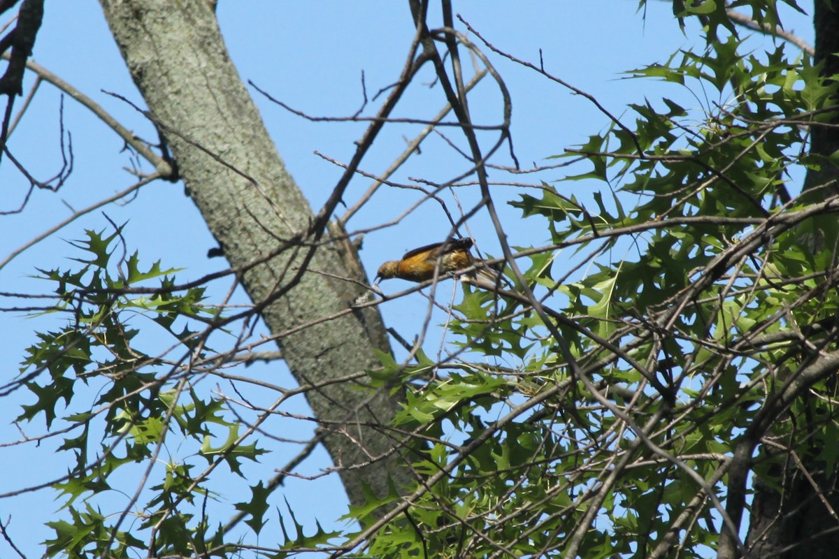 Baltimore Oriole - ML620674895