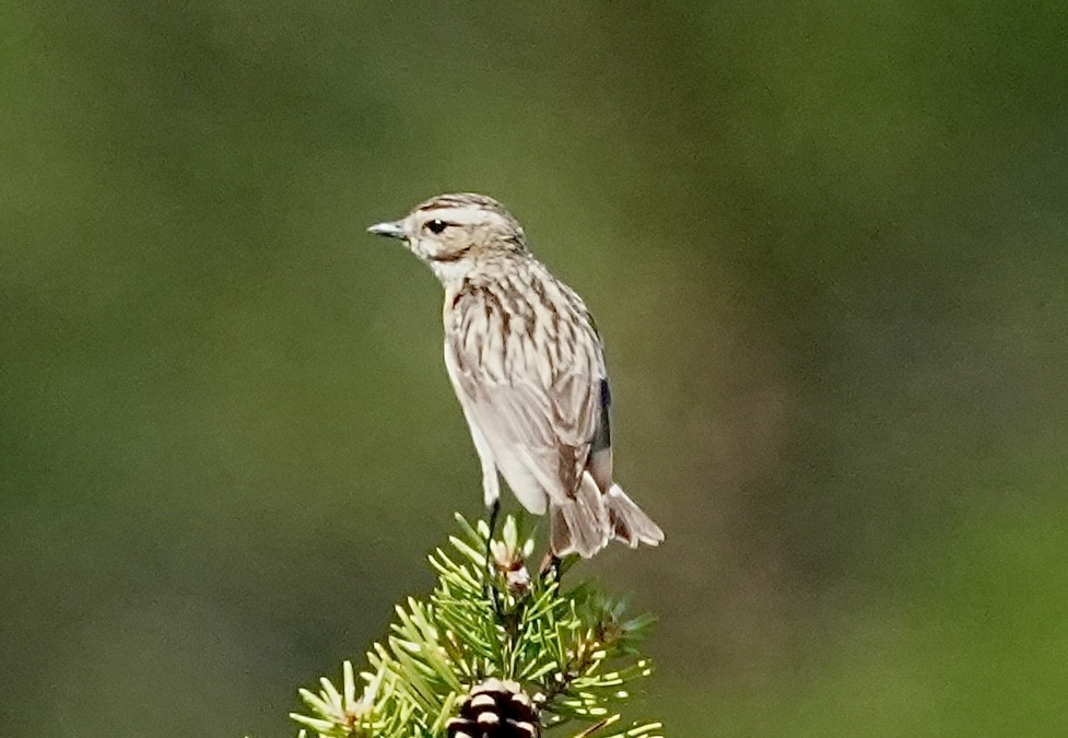 Tree Pipit - ML620674898