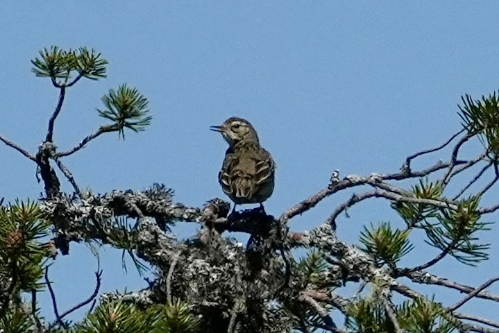 Tree Pipit - Anthony Schlencker