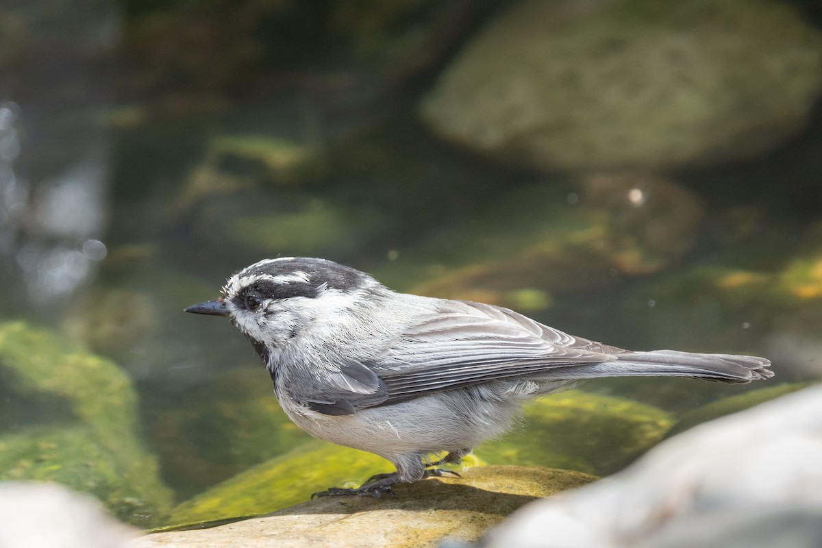 Mountain Chickadee - ML620674902