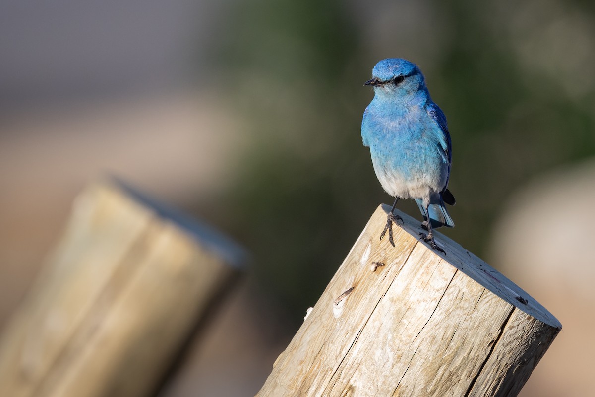 Mountain Bluebird - ML620674906