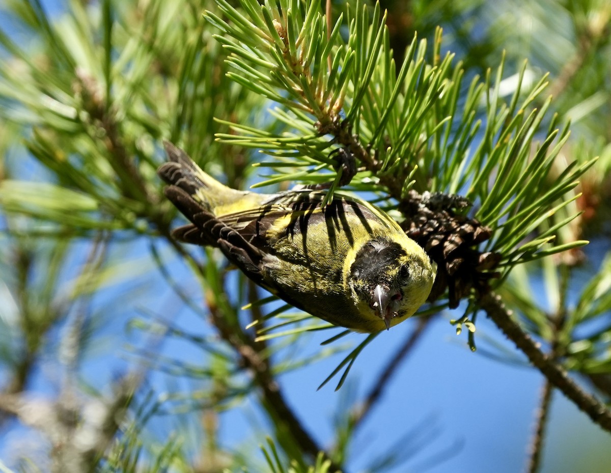 Eurasian Siskin - ML620674907