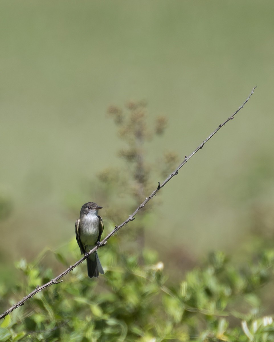 Willow Flycatcher - ML620674908