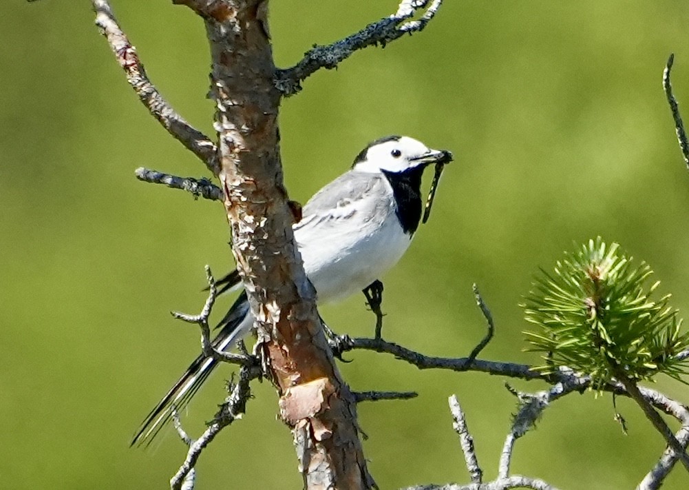 White Wagtail - ML620674912