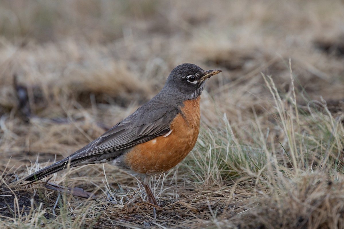 American Robin - ML620674913