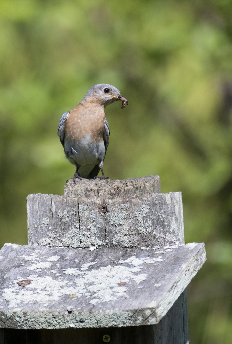 Eastern Bluebird - ML620674915