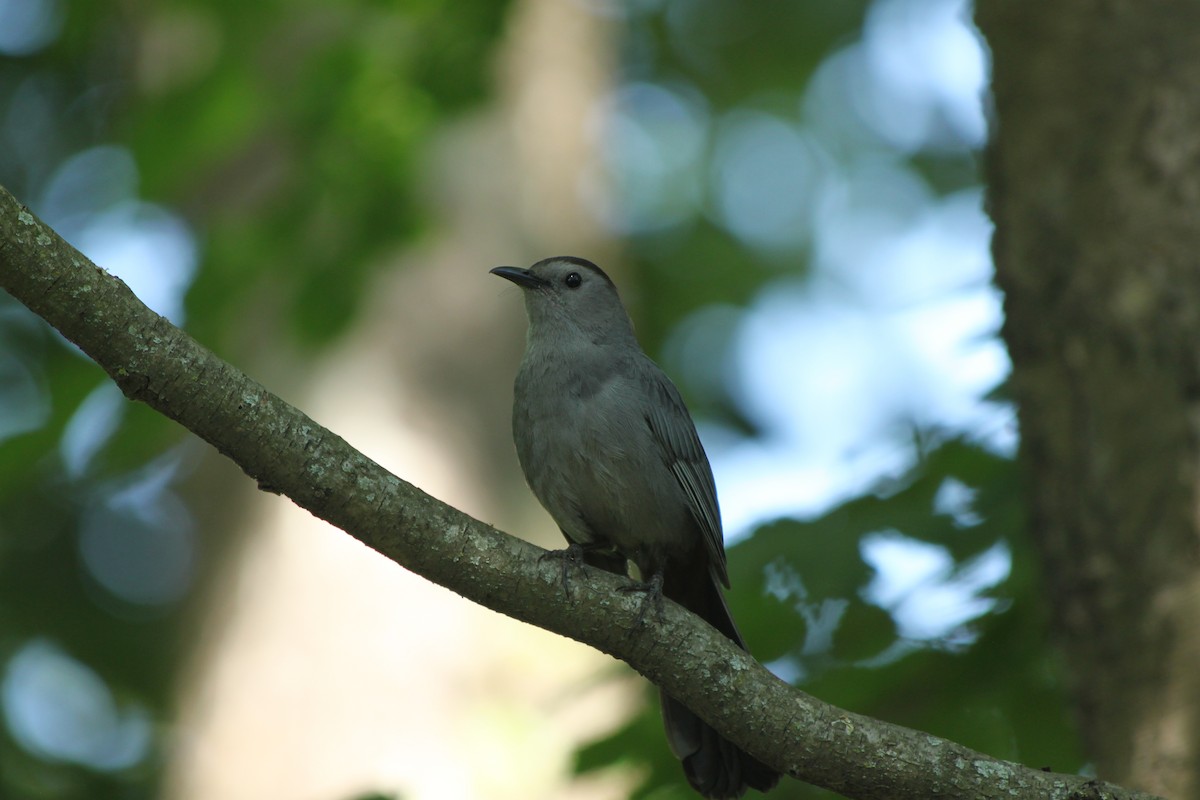 Pájaro Gato Gris - ML620674916