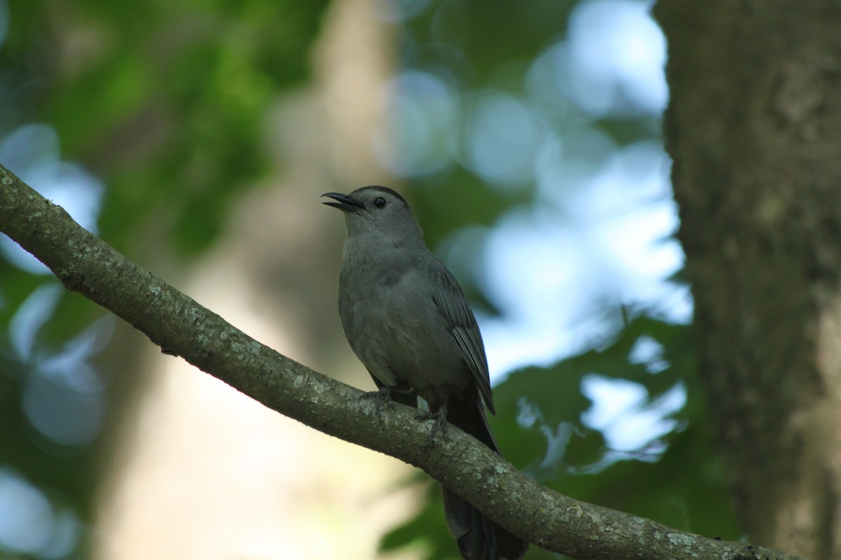 Gray Catbird - ML620674917